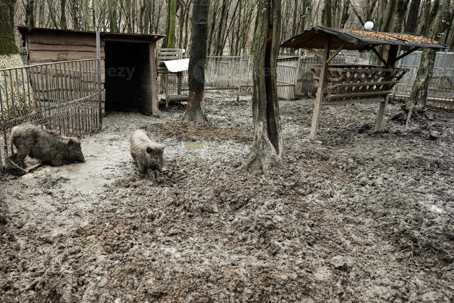 sporco cinghiale selvaggio maiali nel il fango. foto