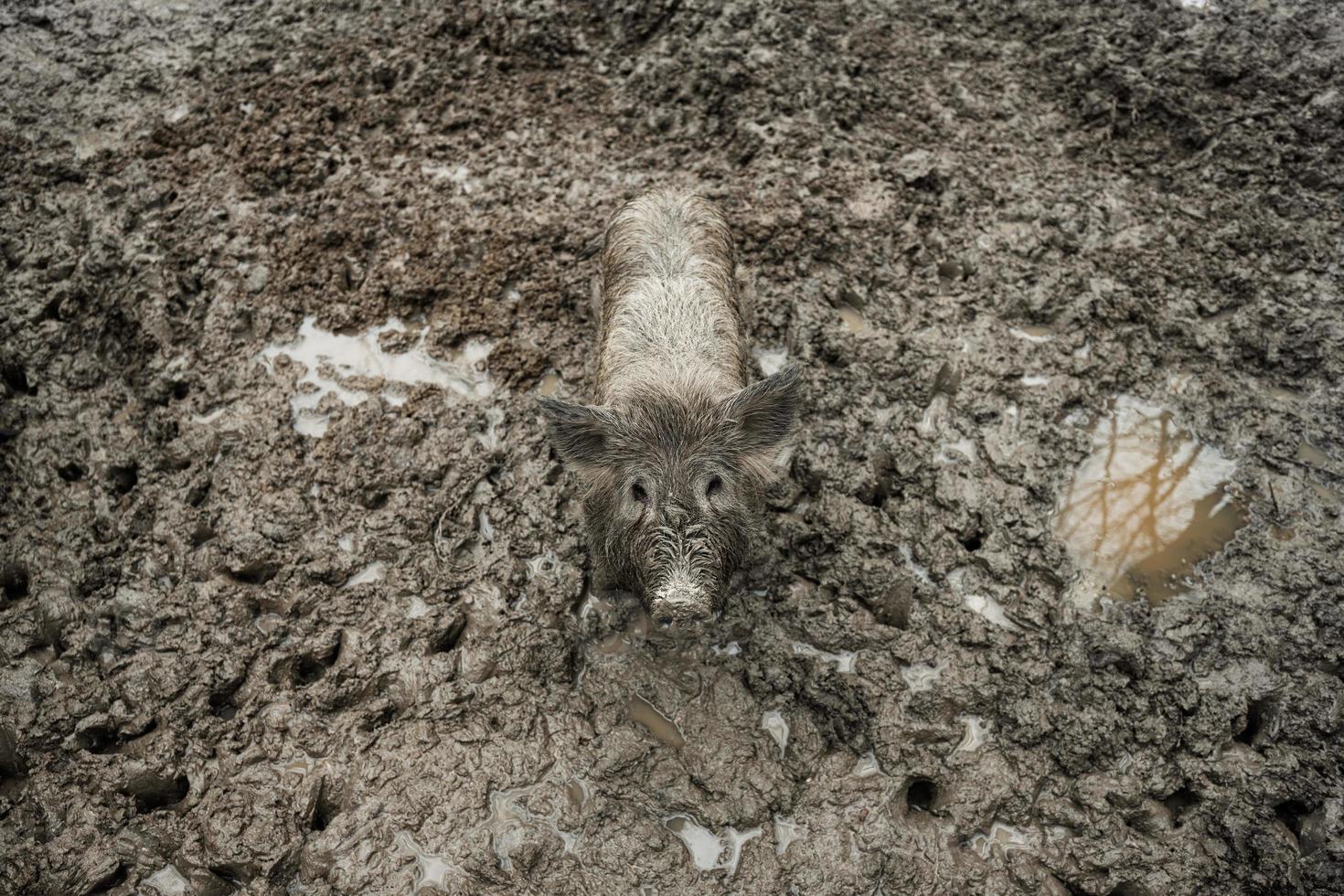 sporco cinghiale selvaggio maiale nel il fango. foto