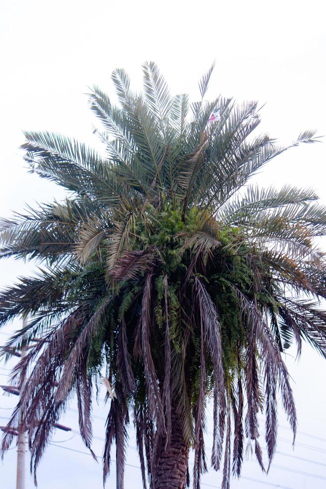 palma albero nel il giardino foto