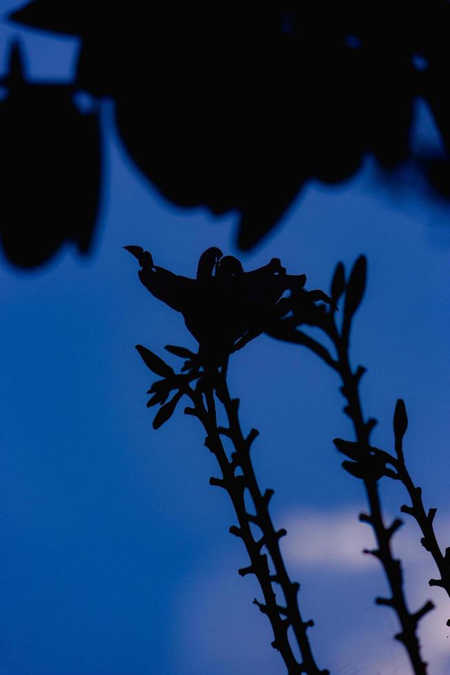 viola orchidee nel il giardino foto