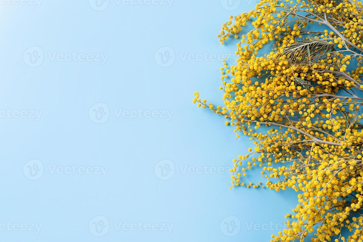 telaio di giallo mimosa fiori su blu solido bakground foto