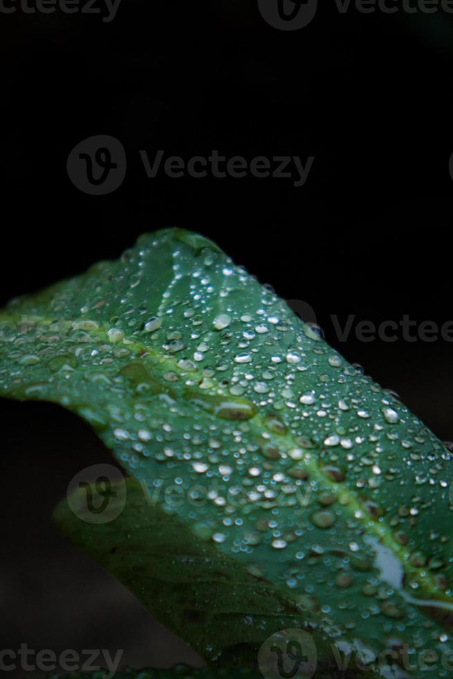 dettaglio di acqua far cadere su verde pianta foto