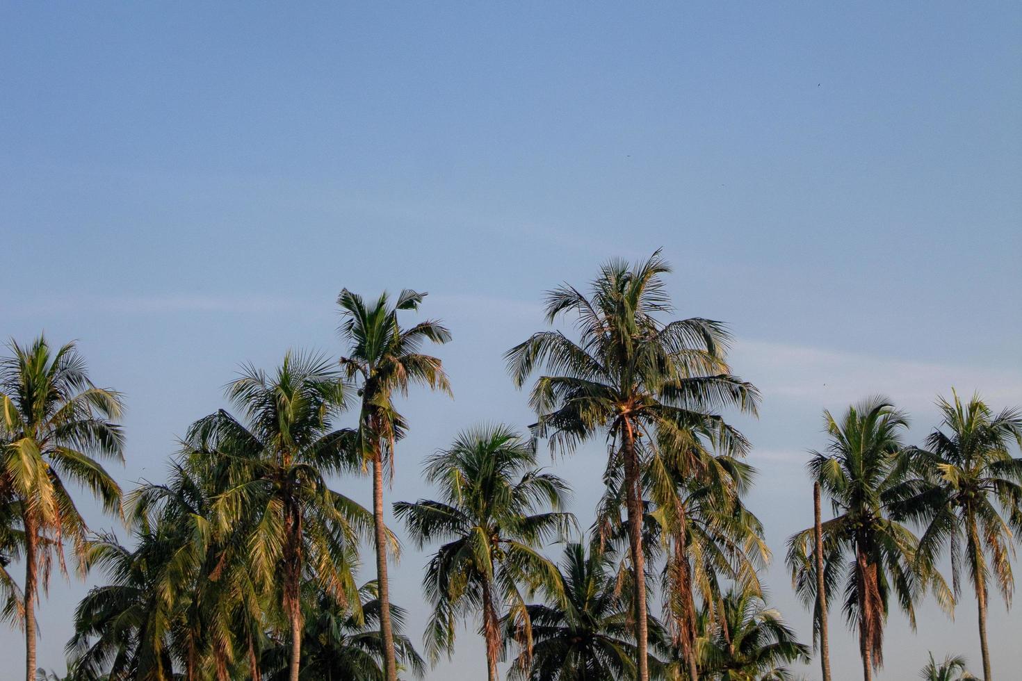 albero di cocco con cielo blu foto