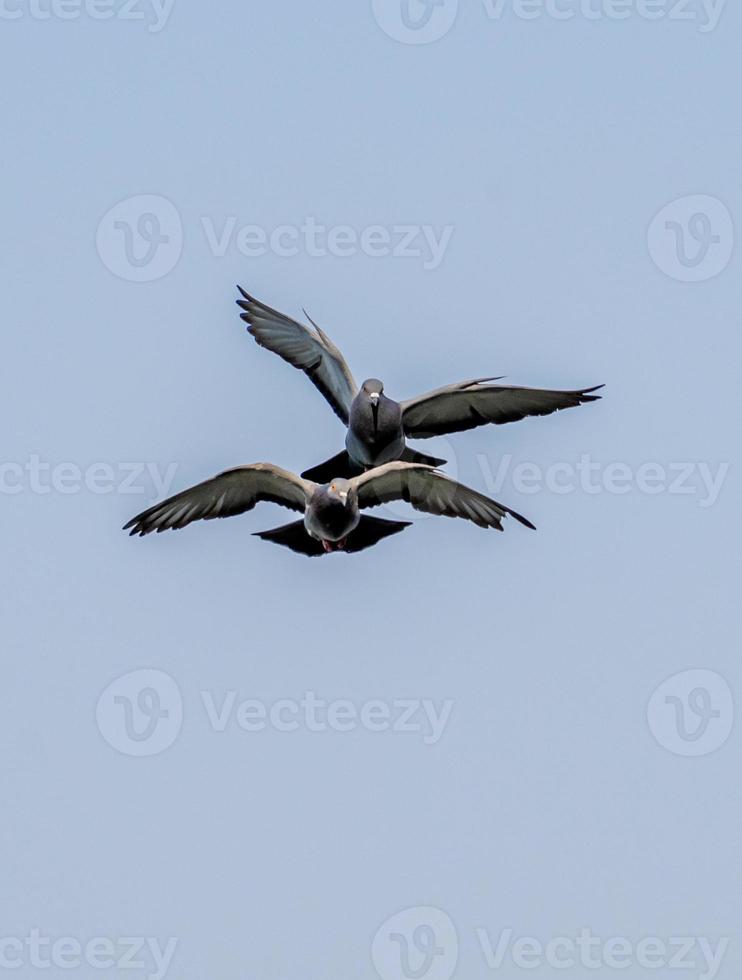 piccione che vola nel cielo blu foto