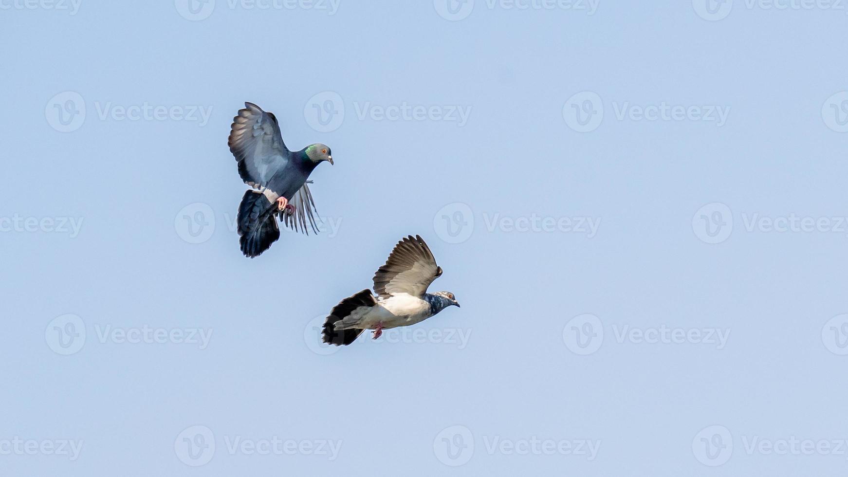 piccione che vola nel cielo blu foto