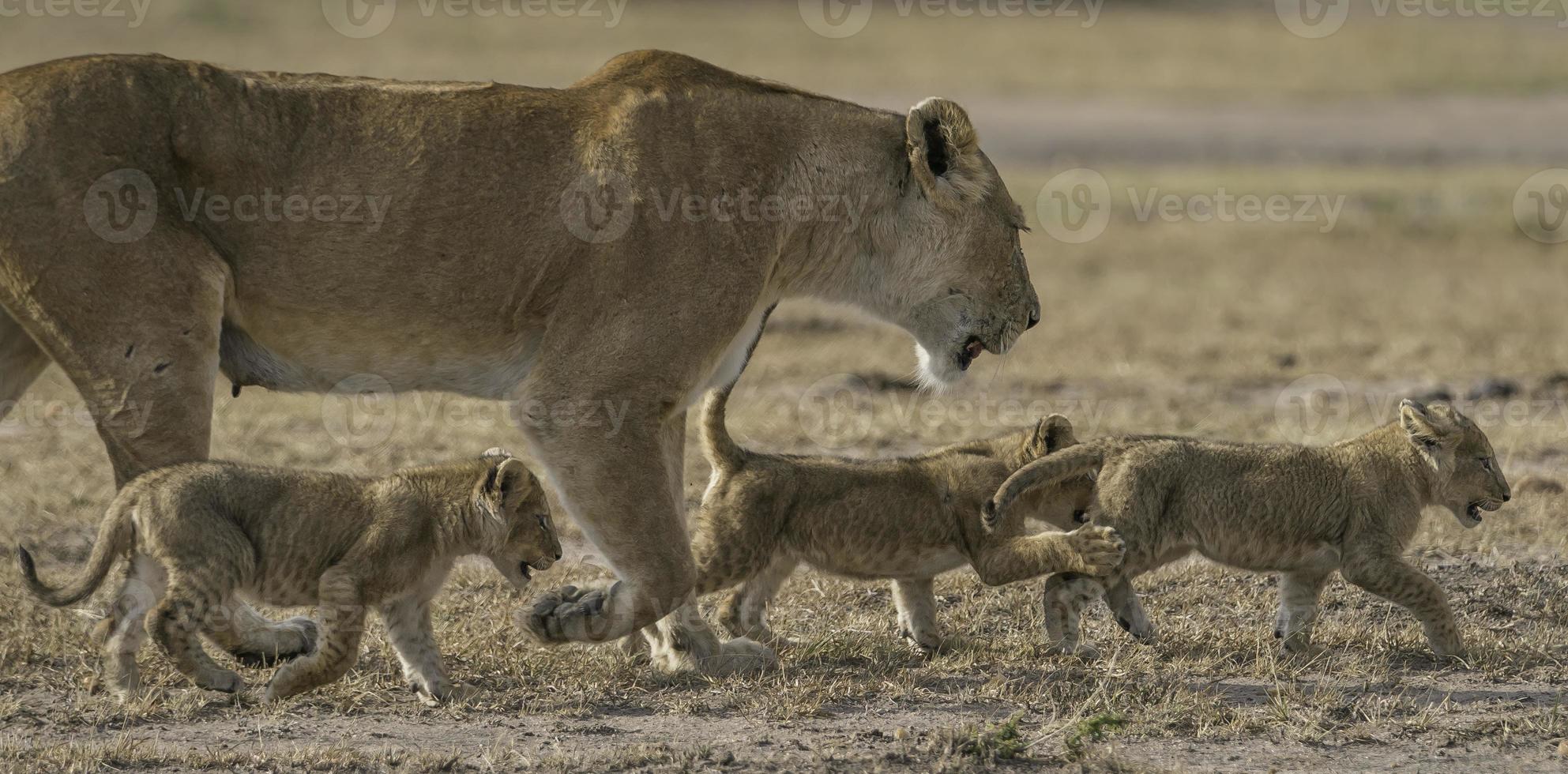 un' madre leonessa e sua giocoso cuccioli nel il pianure di il masai mara nazionale parco. foto