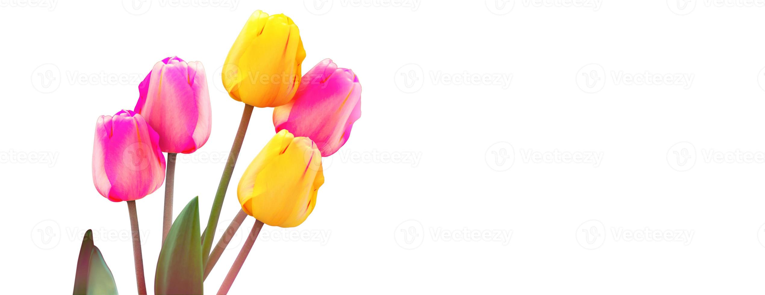 bellissimi tulipani. sfondo della natura primaverile per banner web e card design. foto