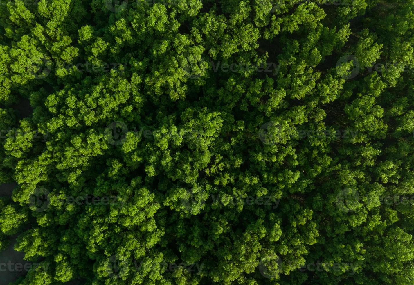 aereo superiore Visualizza di mangrovia foresta. fuco Visualizza di denso verde mangrovia alberi cattura co2. verde alberi sfondo per carbonio neutralità e netto zero emissioni concetto. sostenibile verde ambiente. foto