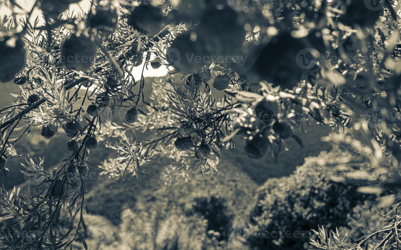 pigne rosse nel giardino botanico nazionale di kirstenbosch, città del capo. foto