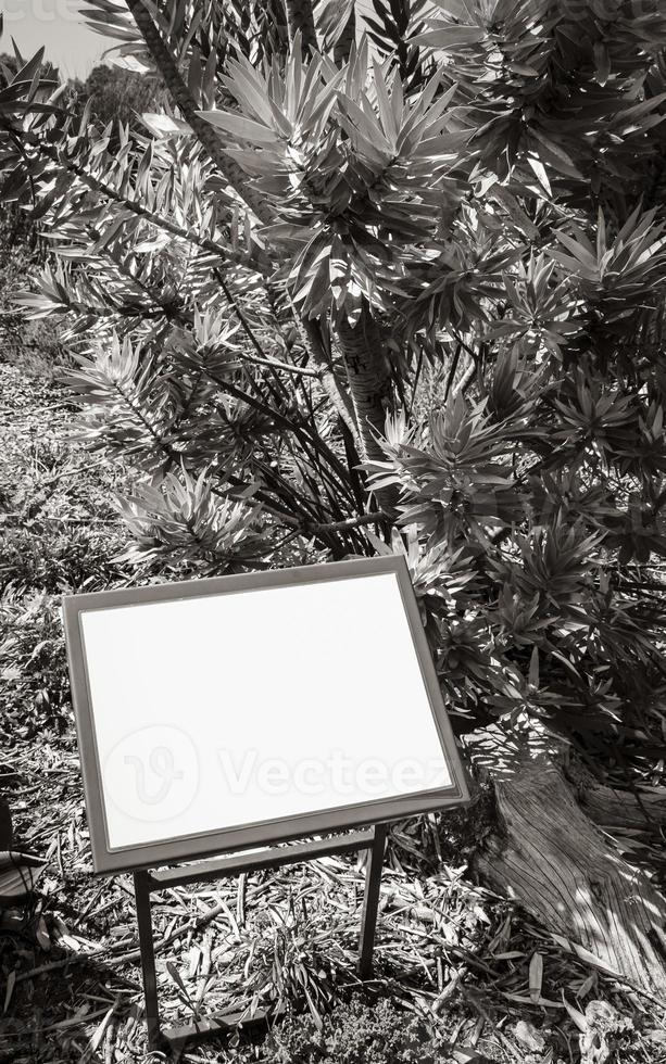 albero d'argento leucadendron argenteum, segno bianco vuoto turchese verde, kirstenbosch. foto