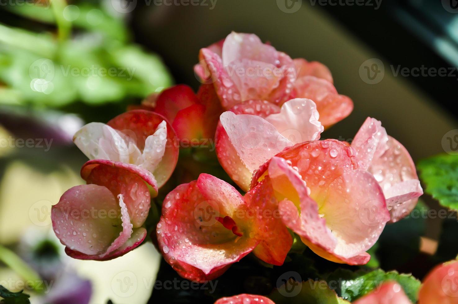 rosa begonia nel il luce del sole con acqua gocce splendente su loro petali foto