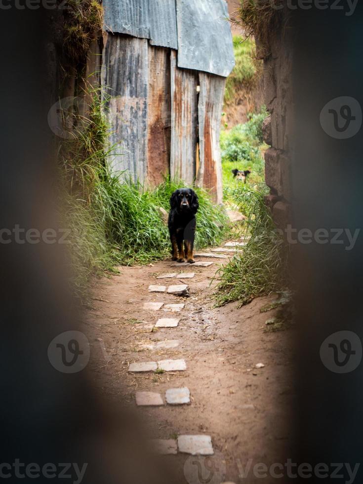 vagante cani nel un vicolo foto