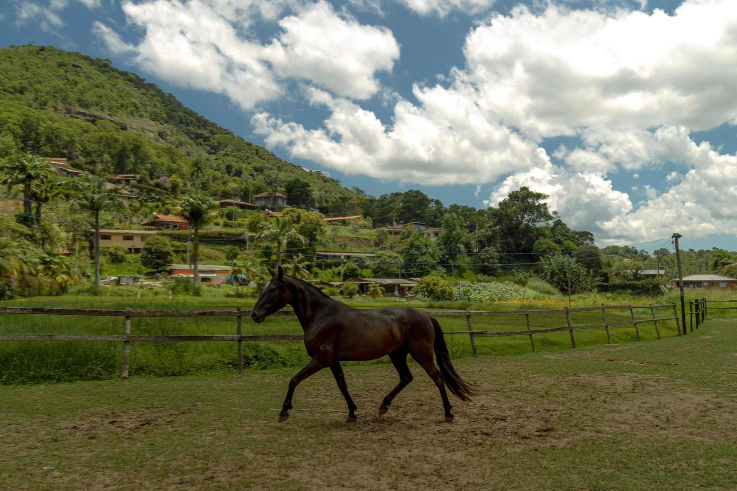 cavallo in esecuzione su verde campo foto