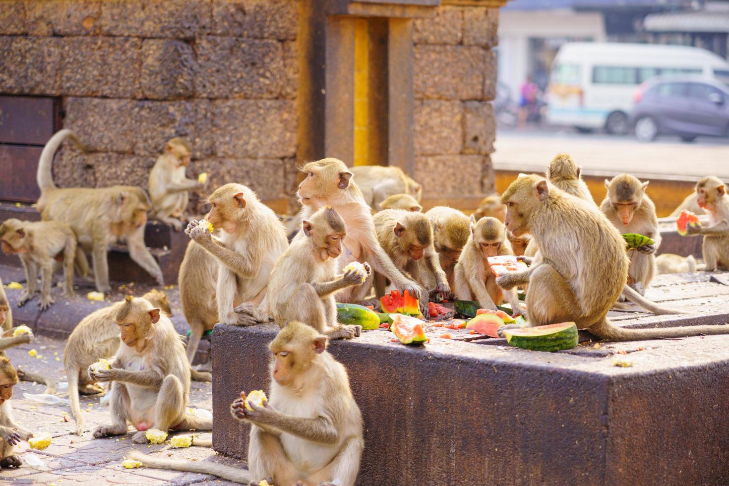 Macachi mangiatori di granchi mangiano frutta a Lop Buri, Tailandia foto