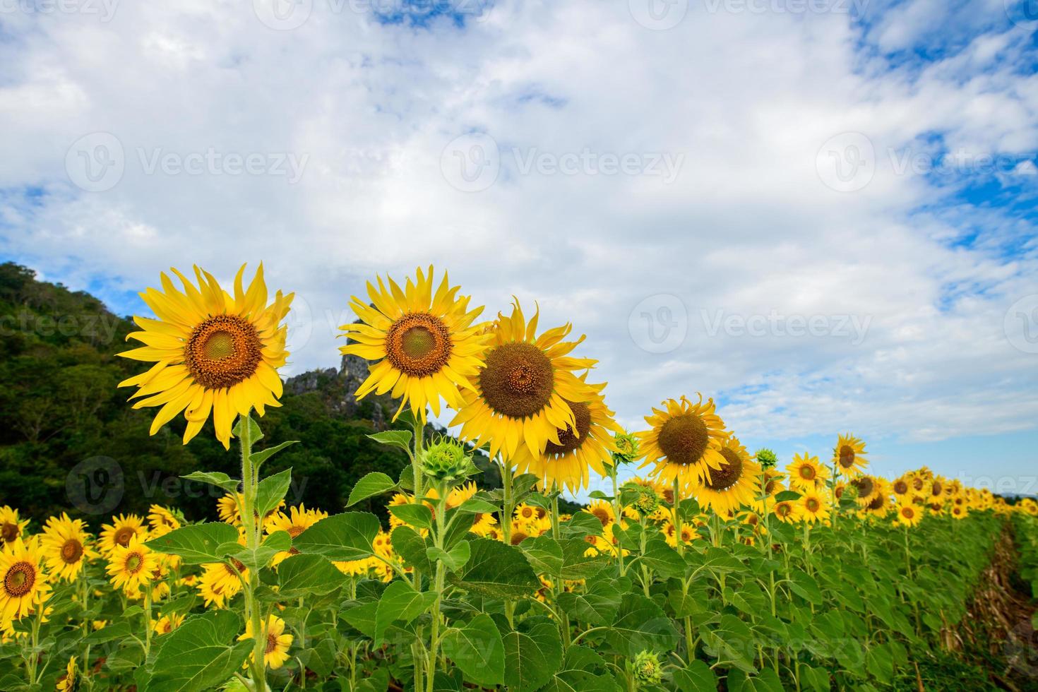 bellissimo girasole campo con nuvoloso cielo. popolare turista attrazioni di lopburi Provincia. foto