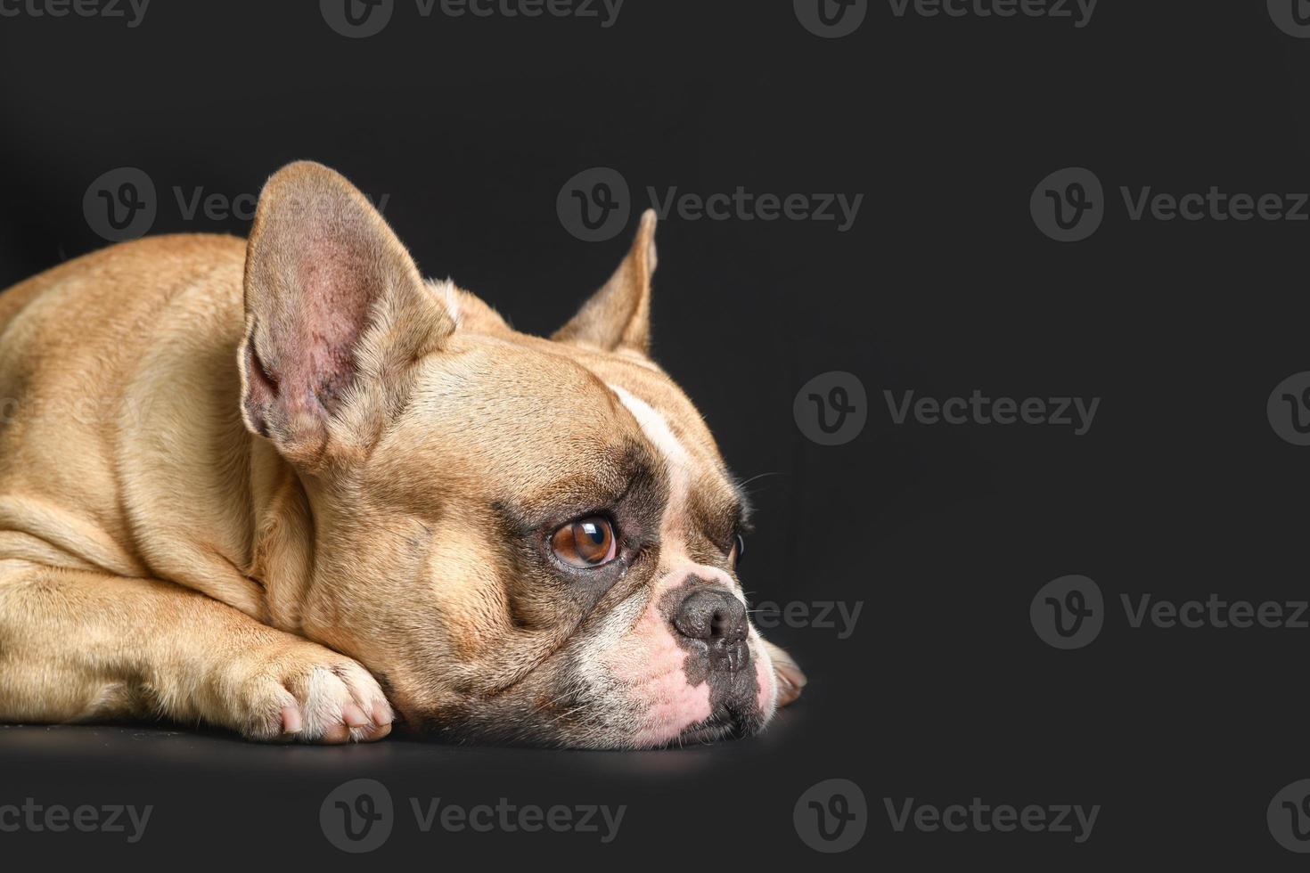 un anoressico francese bulldog dire bugie su nero sfondo, Salute cane foto
