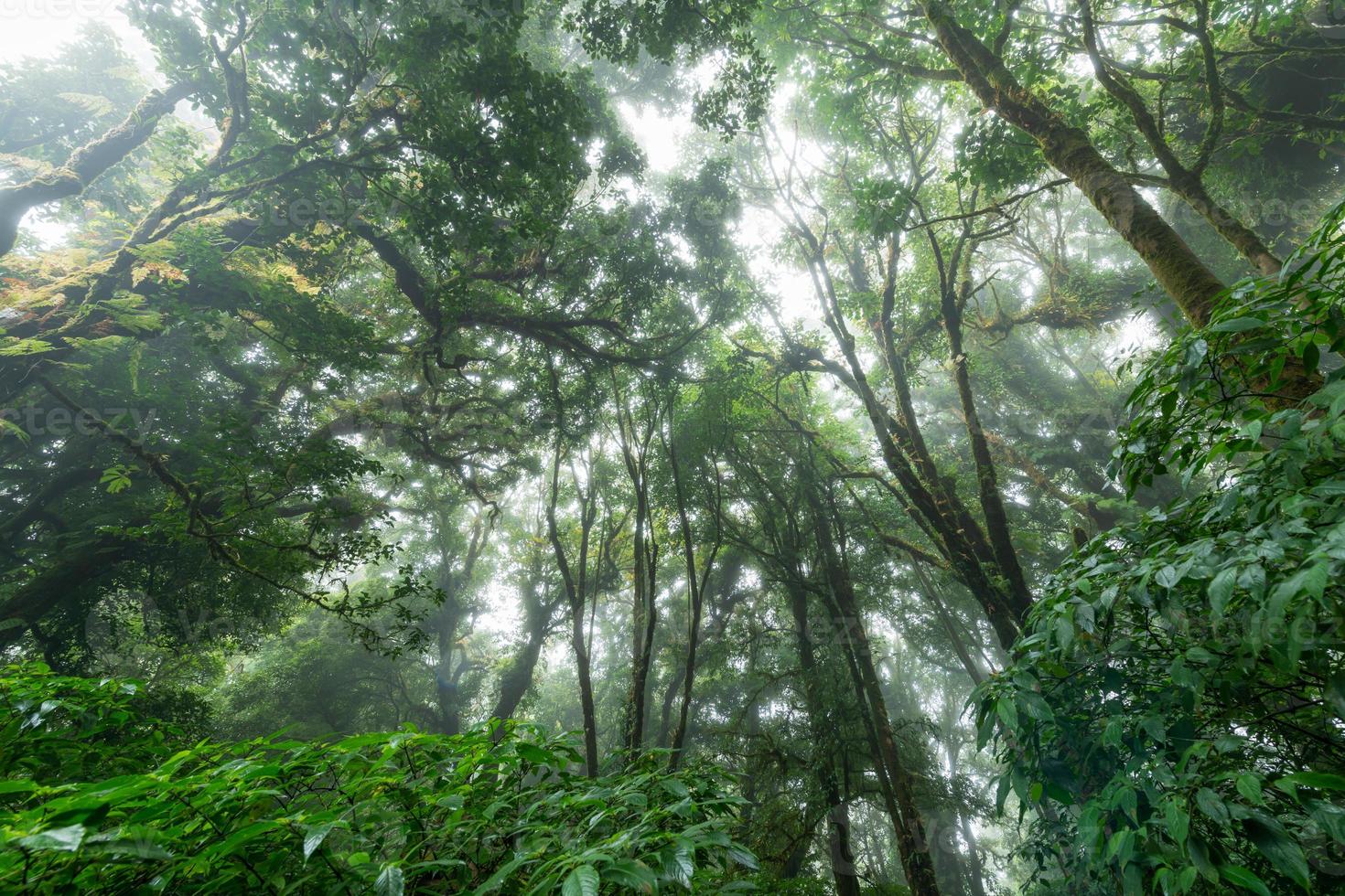 bellissimo pioggia foresta o montain foresta a ang ka natura pista nel doi inthanon foto