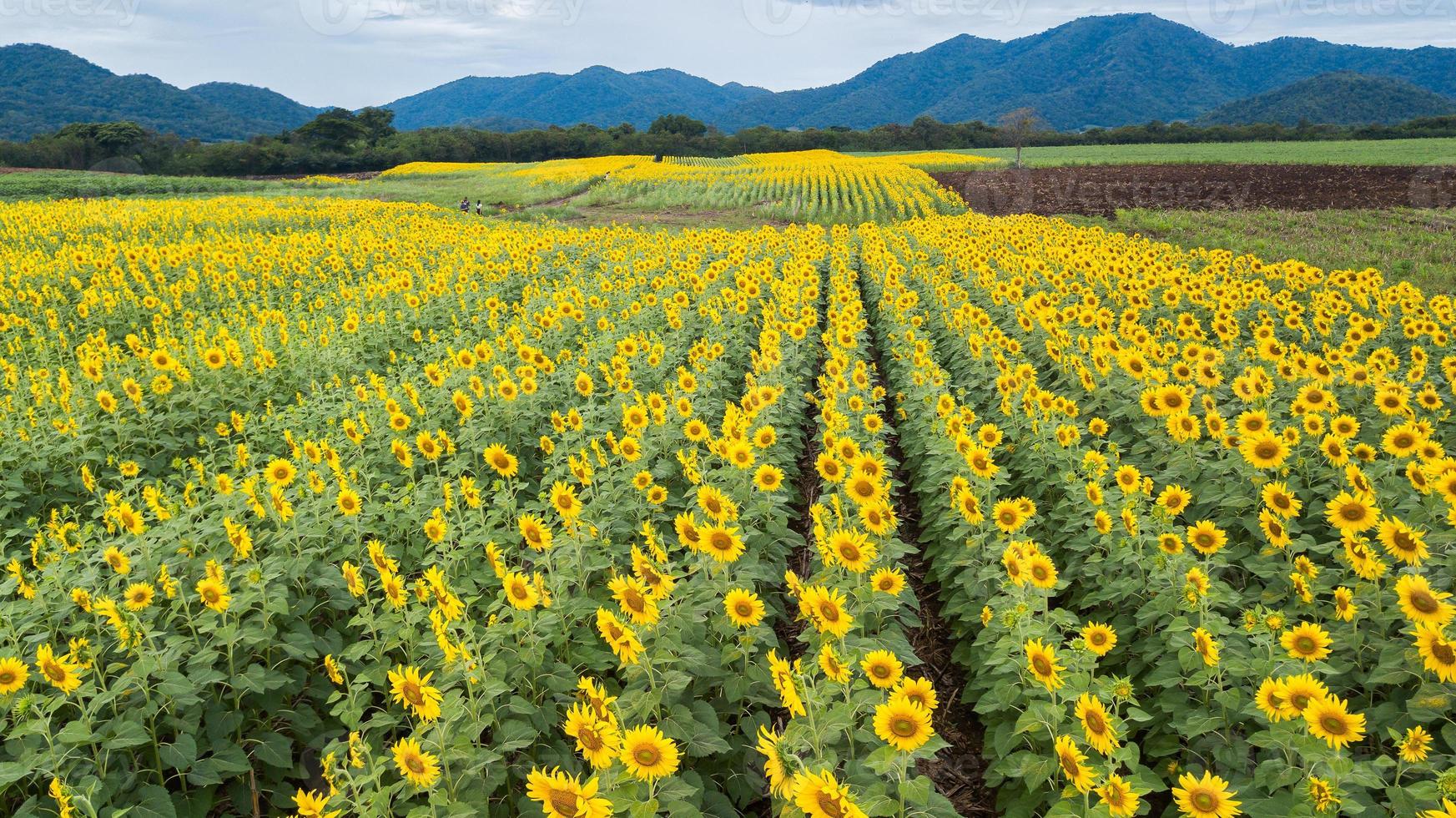 aereo bellissimo girasole campo. popolare turista attrazioni di lopburi. foto