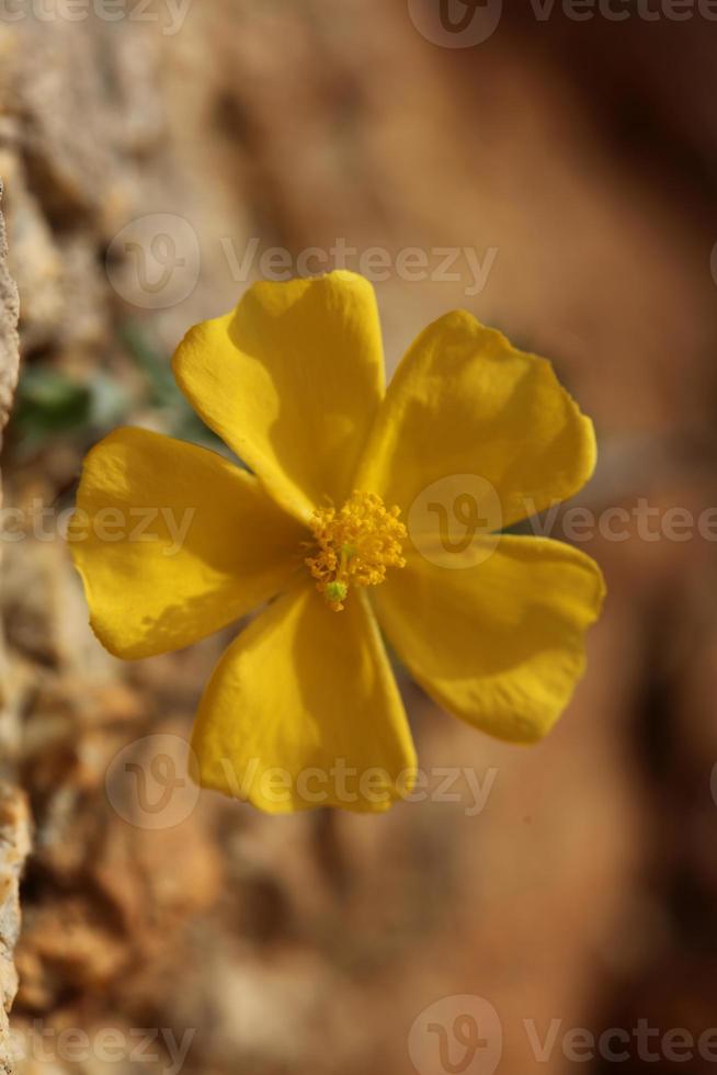 giallo fiore fiorire vicino su sfondo fumana arabica famiglia cistacee botanico grande dimensione alto qualità stampe foto