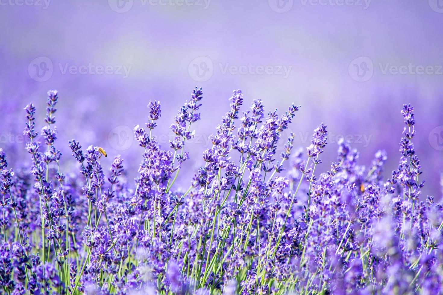 campo di lavanda in italia foto