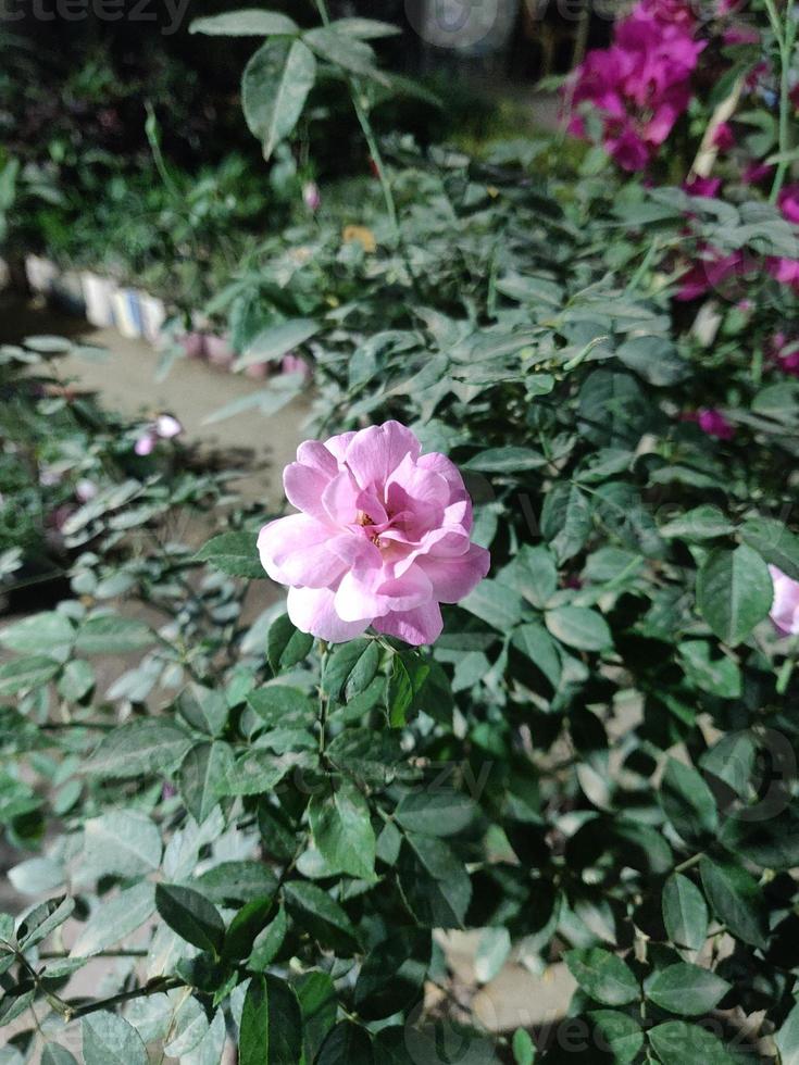 fiori rosa in giardino foto