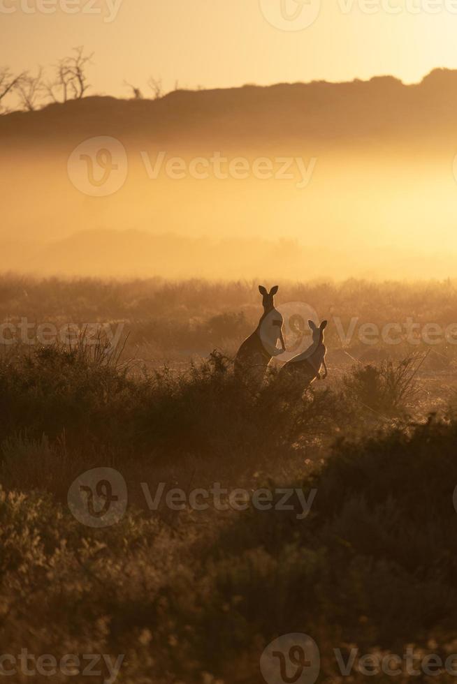 canguro nel un' Alba sfondo nel Australia entroterra foto