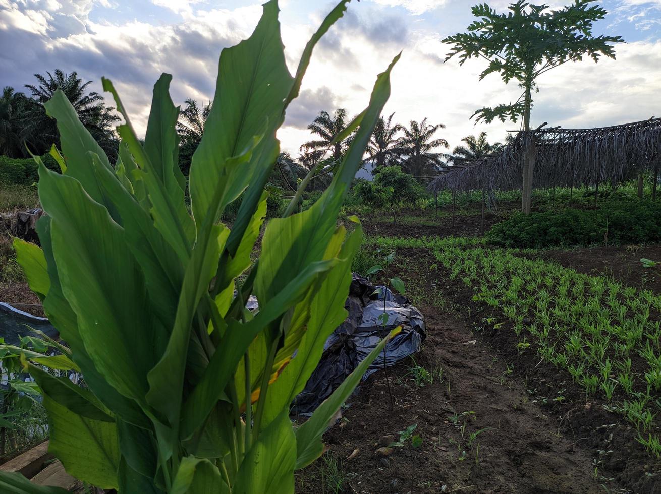 Curcuma le foglie siamo Usato per erbaceo medicina foto