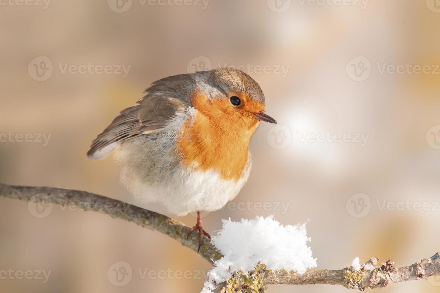 un' pettirosso si siede su un' nevoso ramo nel inverno foto