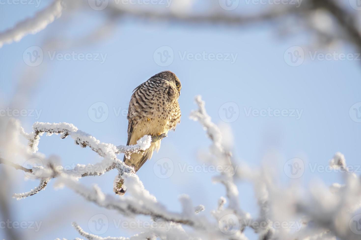 gheppio posatoi su un' nevoso ramo su un' albero nel inverno foto