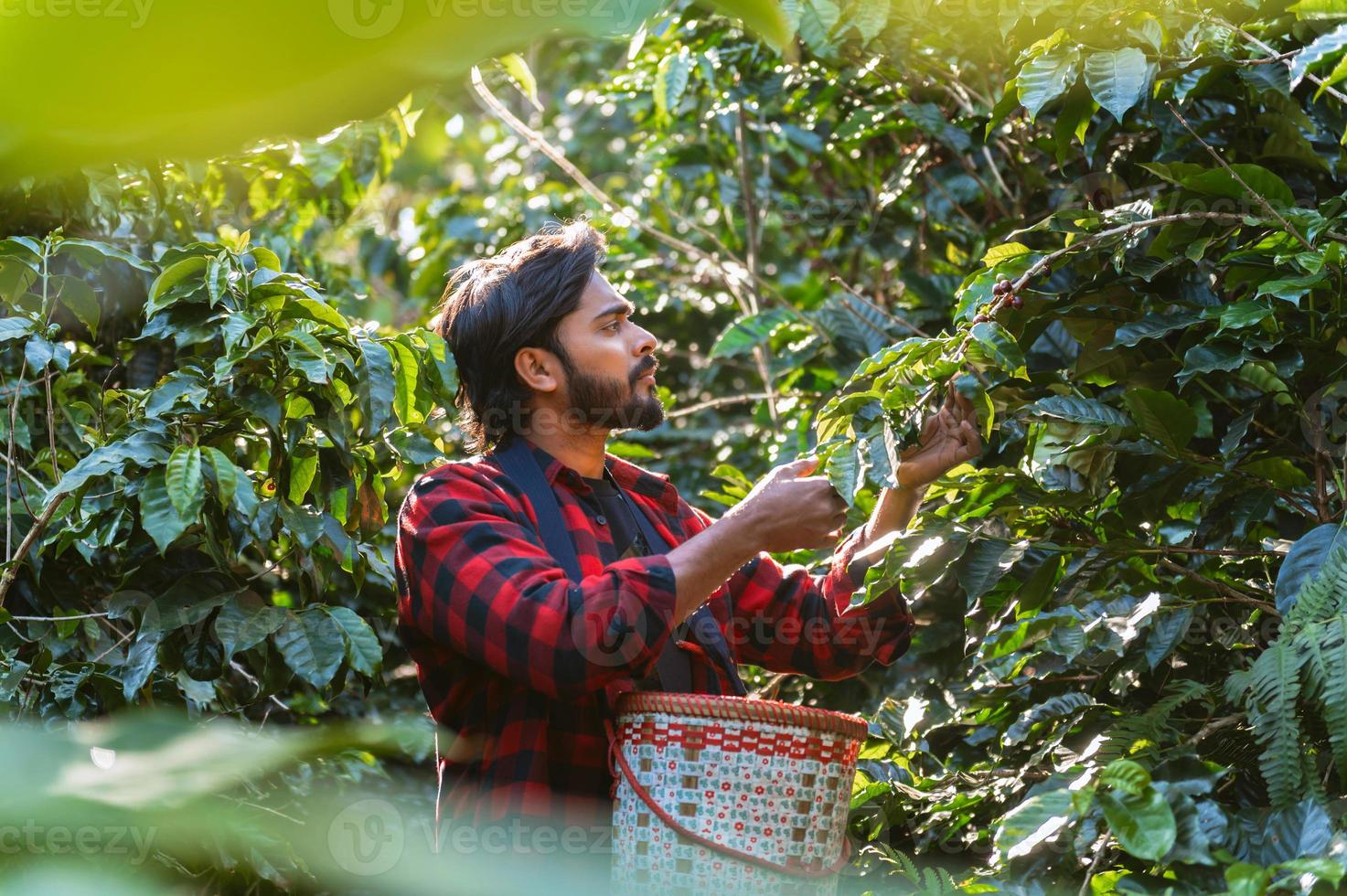 asiatico uomo raccolta caffè fagioli. caffè contadino è raccolta caffè frutti di bosco foto