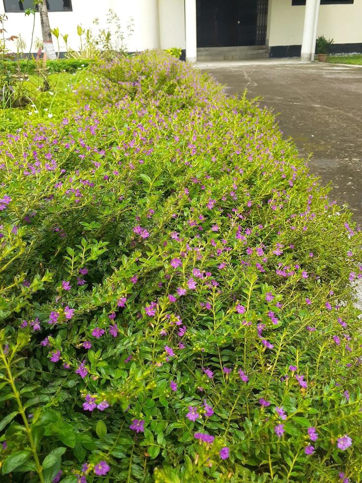 bellissimo rosa giardino con alberi foto