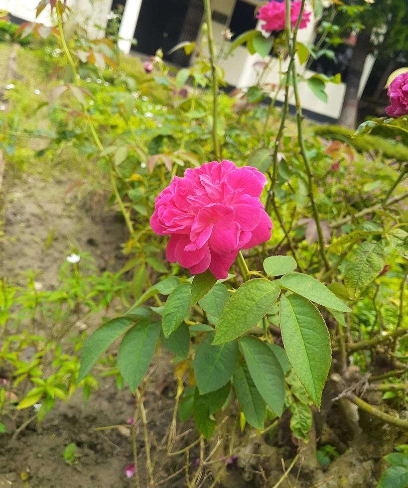 bellissimo rosa giardino con alberi foto