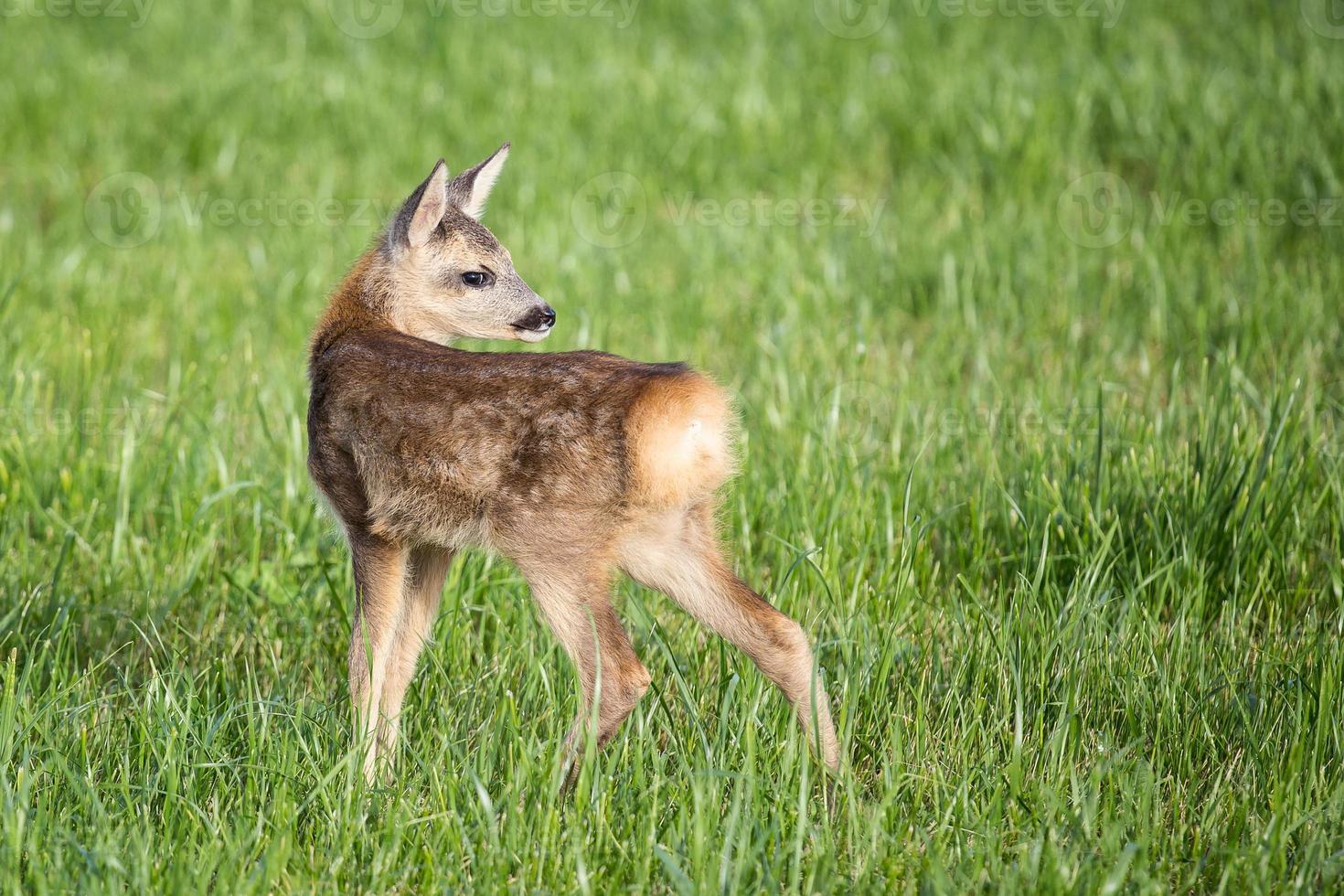 giovane selvaggio capriolo cervo nel erba, capreolus capreolo. nuovo Nato capriolo cervo, selvaggio primavera natura. foto