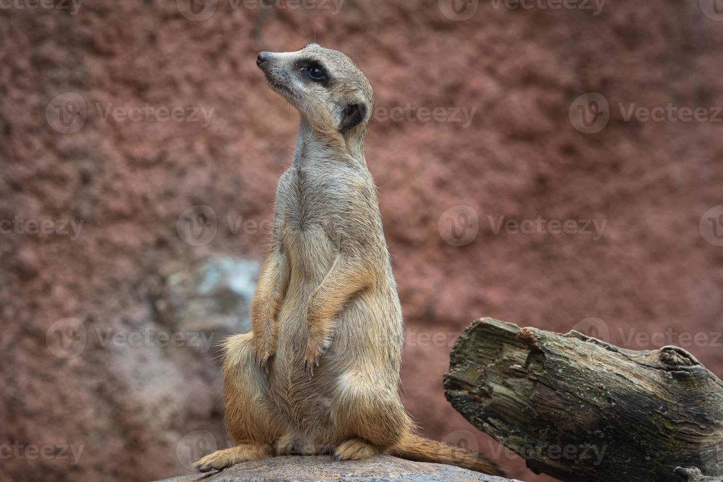 suricata in piedi su un' guardia. curioso suricato, suricata suricatta foto