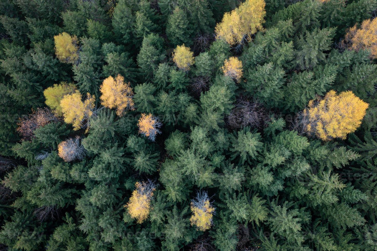 colorato conifere nel autunno fotografato a partire dal sopra foto