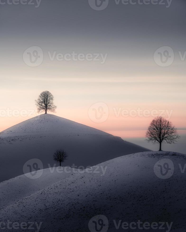 bianca neve colline paesaggio su ogni collina sta un' albero foto