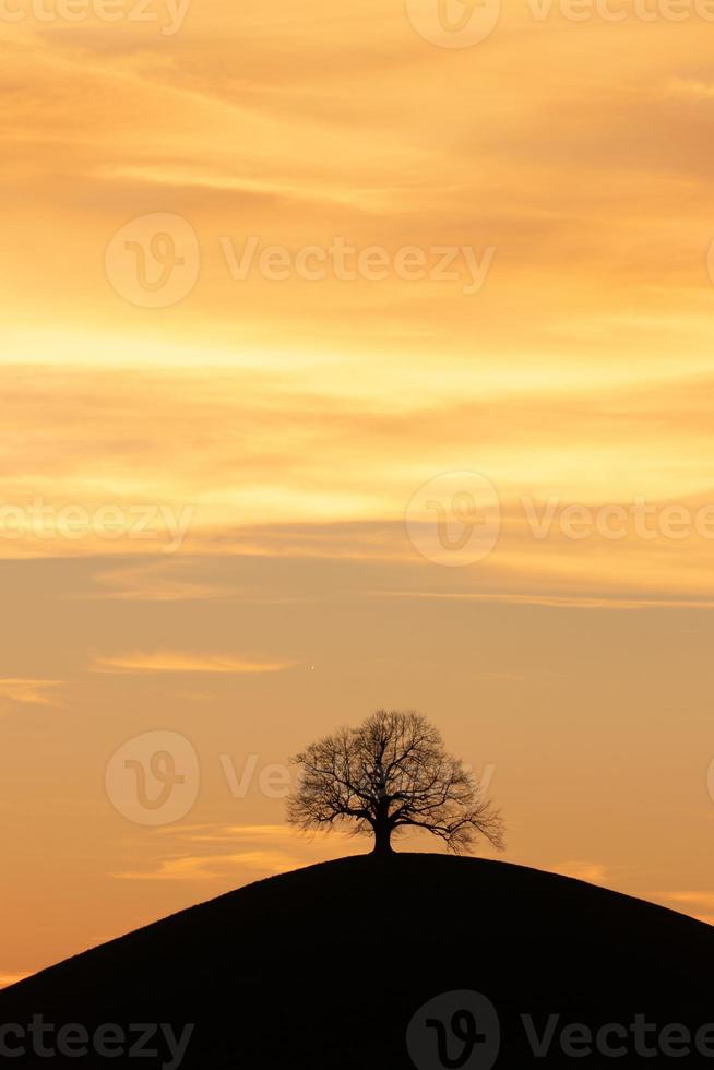 un' albero su un' collina foto