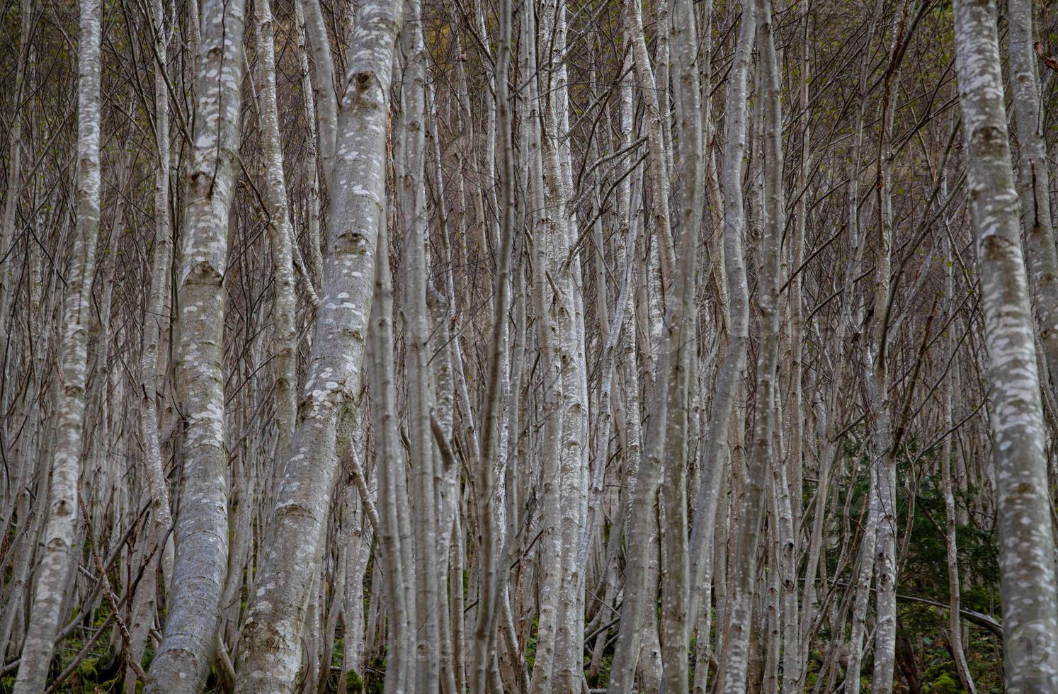 grigio alberi su il totale schermo foto