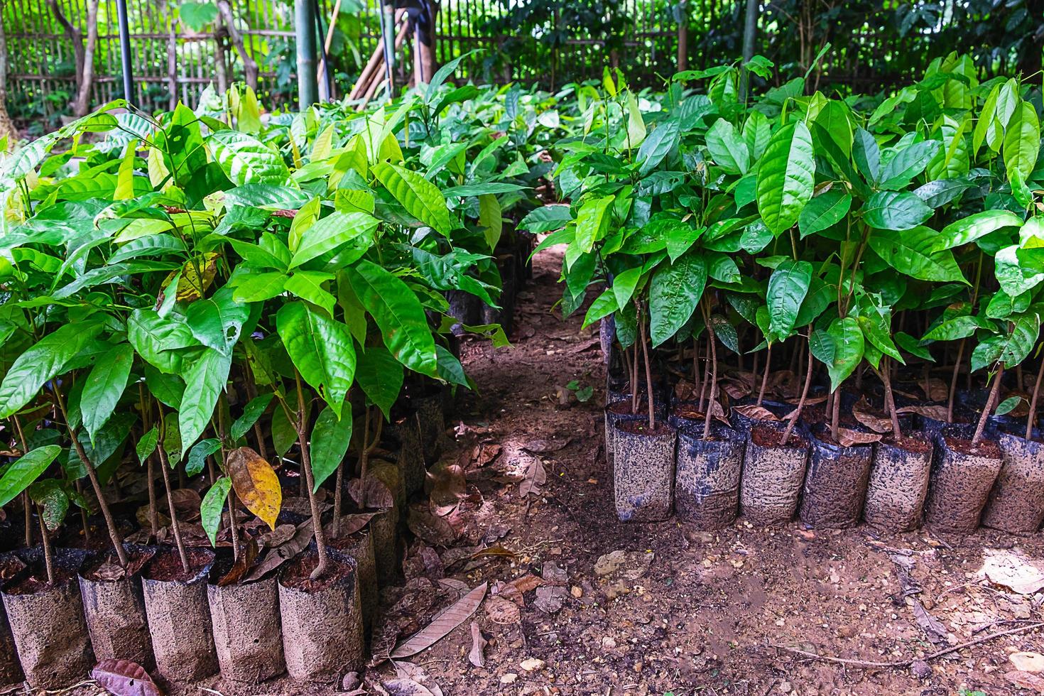 filari di piante di cacao in vaso in un giardino foto