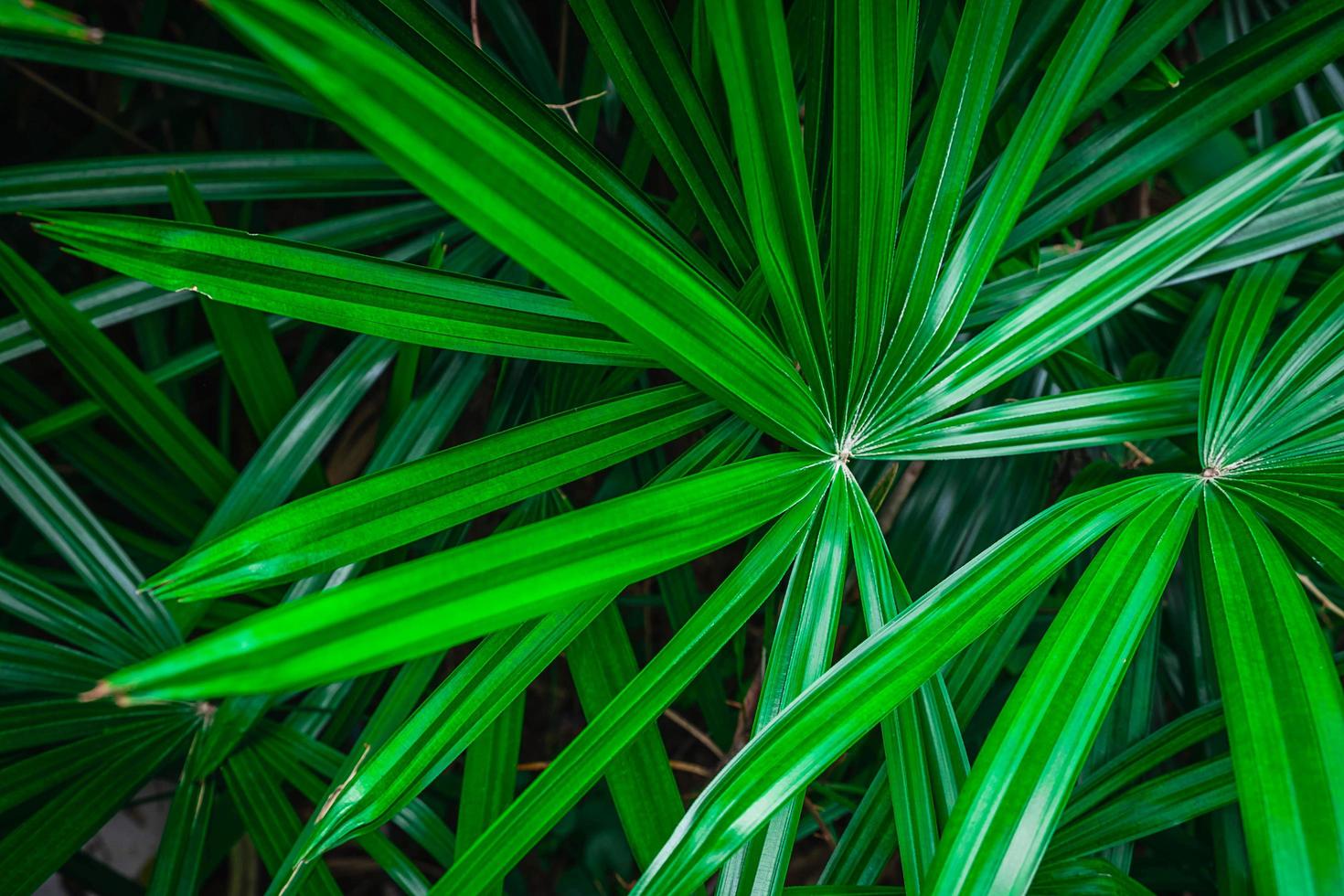 primo piano di foglie di palma verde foto