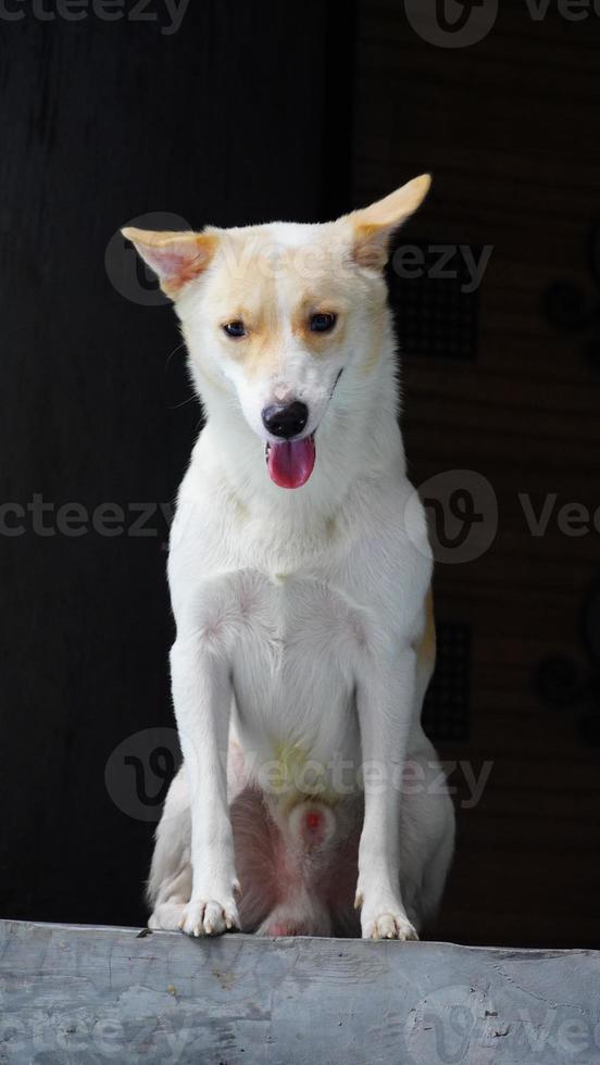 poco e carino strada cane Immagine foto