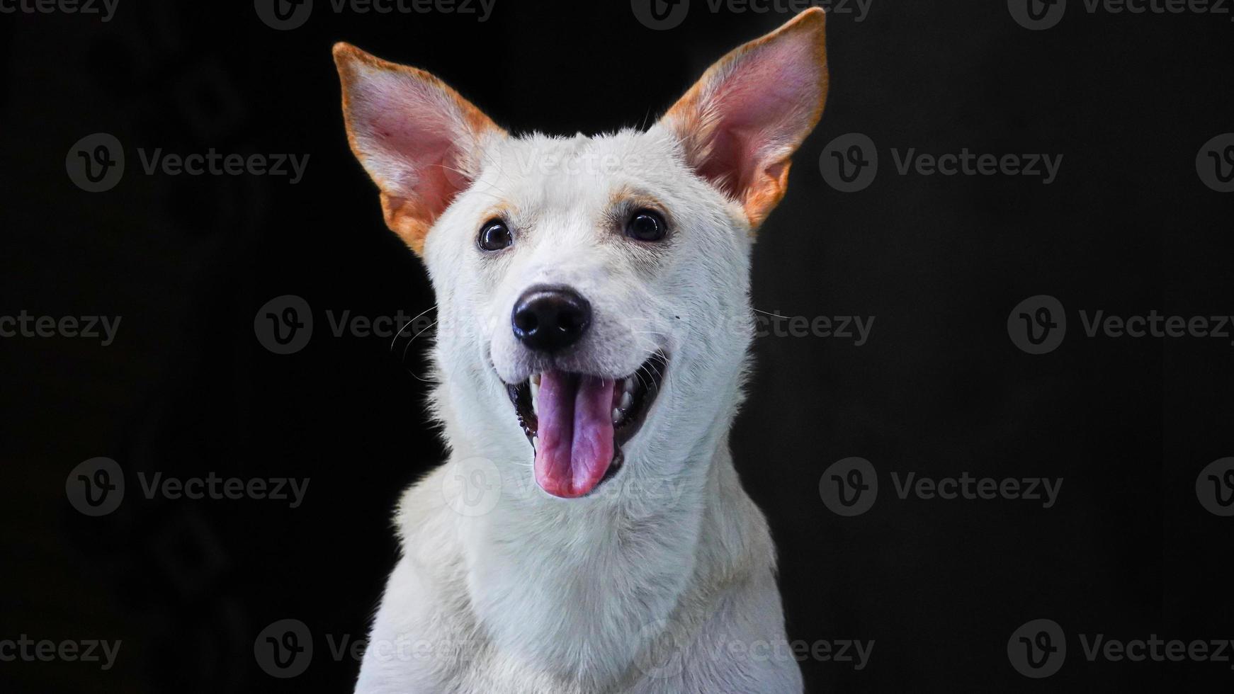 viso di strada cane Immagine foto