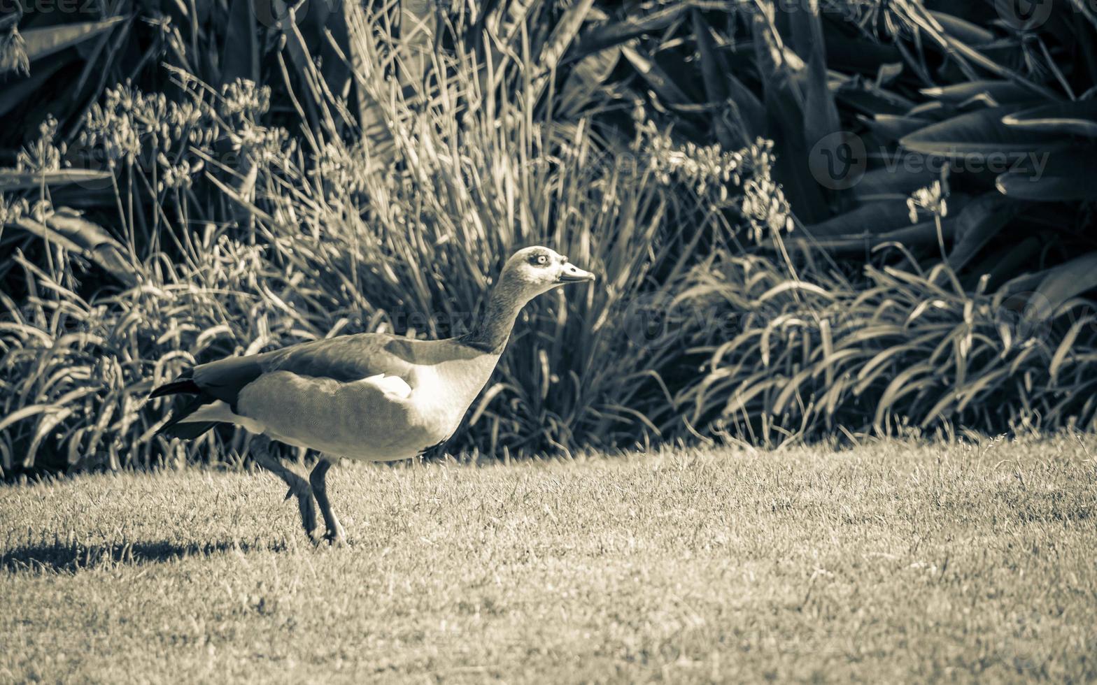 oca egiziana anatra waterbird durante l'esecuzione in kirstenbosch. foto