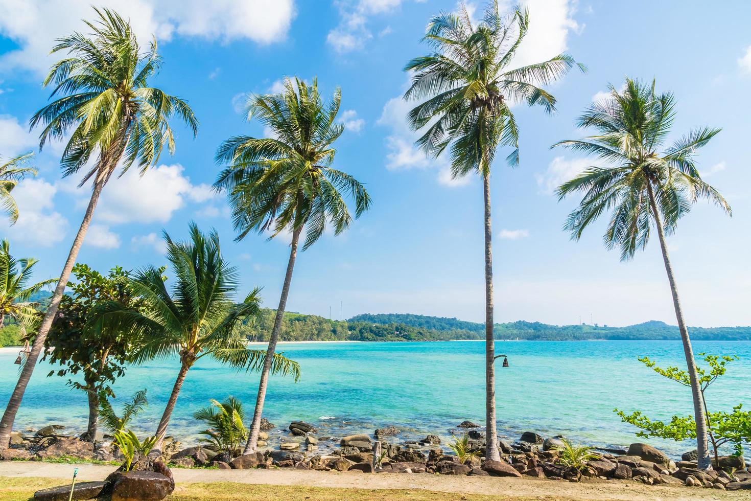 palme da cocco sulla spiaggia foto