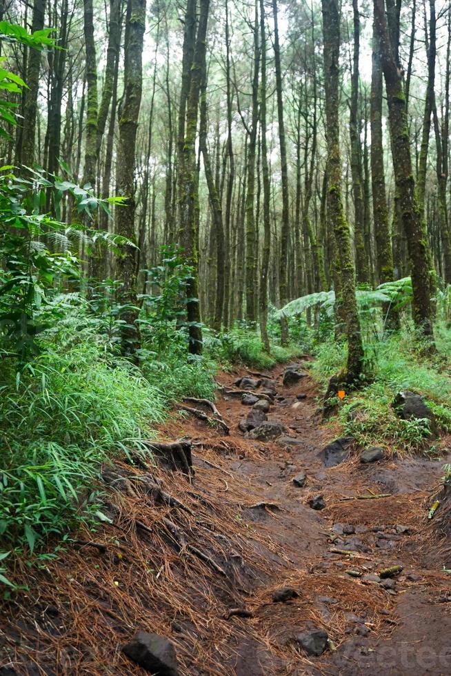 foresta sentiero, escursioni a piedi sentiero, Visualizza di strada nel pino foresta nel presto mattina. foto