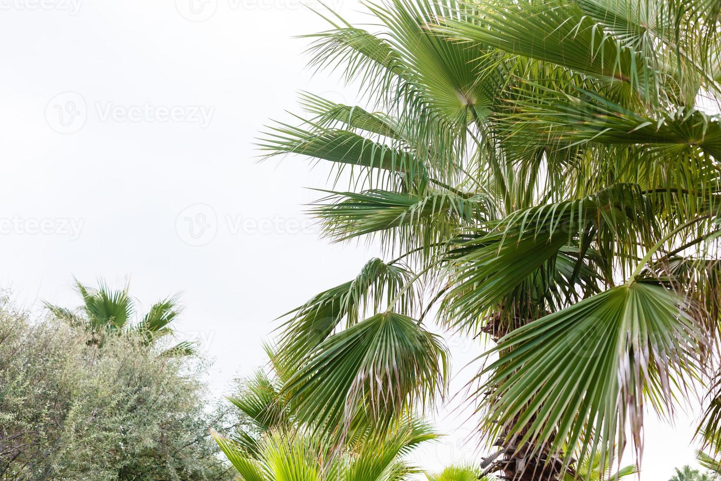 tropicale palma le foglie nel il giardino, verde le foglie di tropicale foresta pianta per natura modello e sfondo, persone crescere impianti per rendere recinzioni. colore buio piatto posare tono per ingresso testo. foto