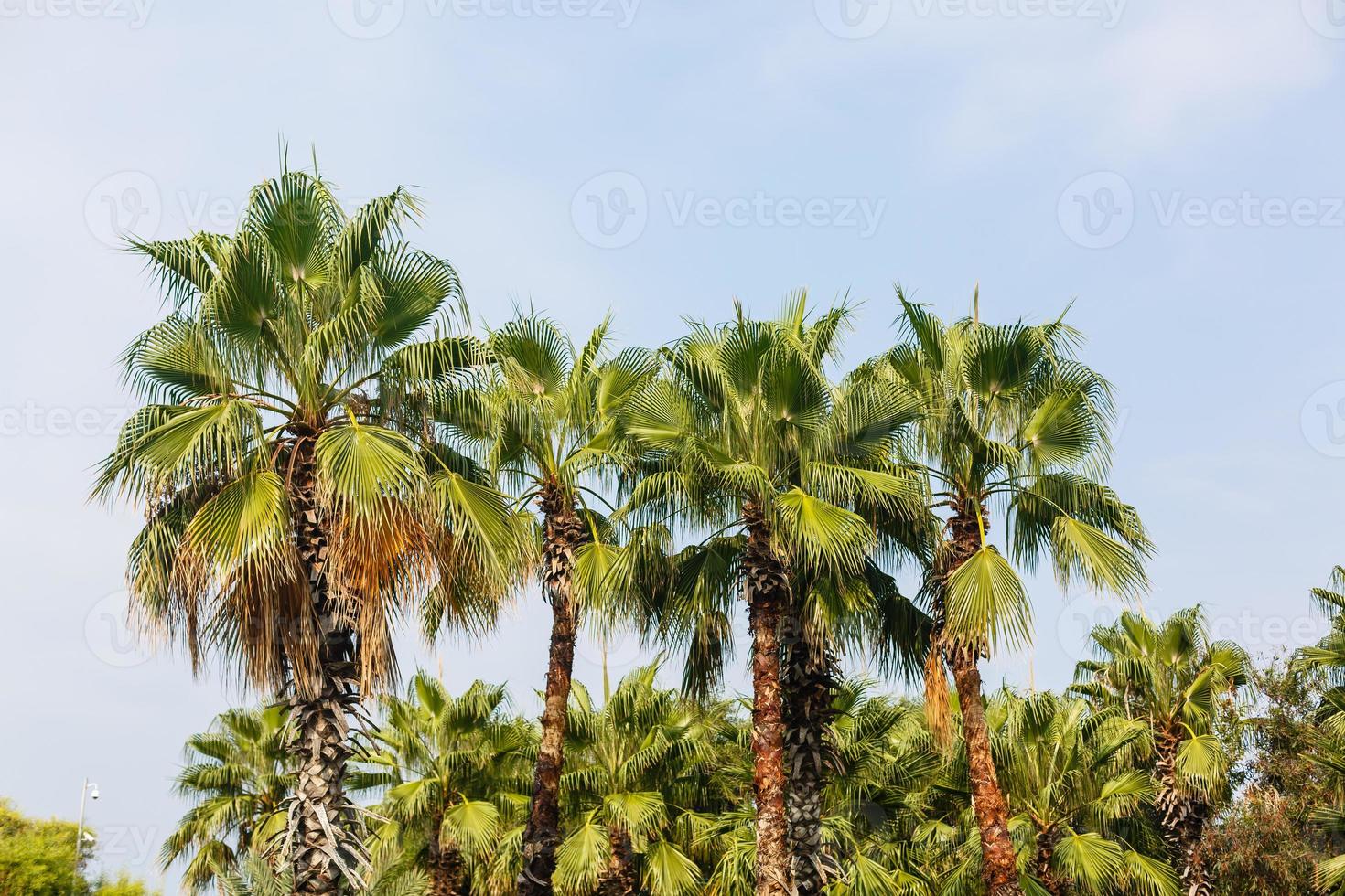 vicolo di palma alberi per il mare foto
