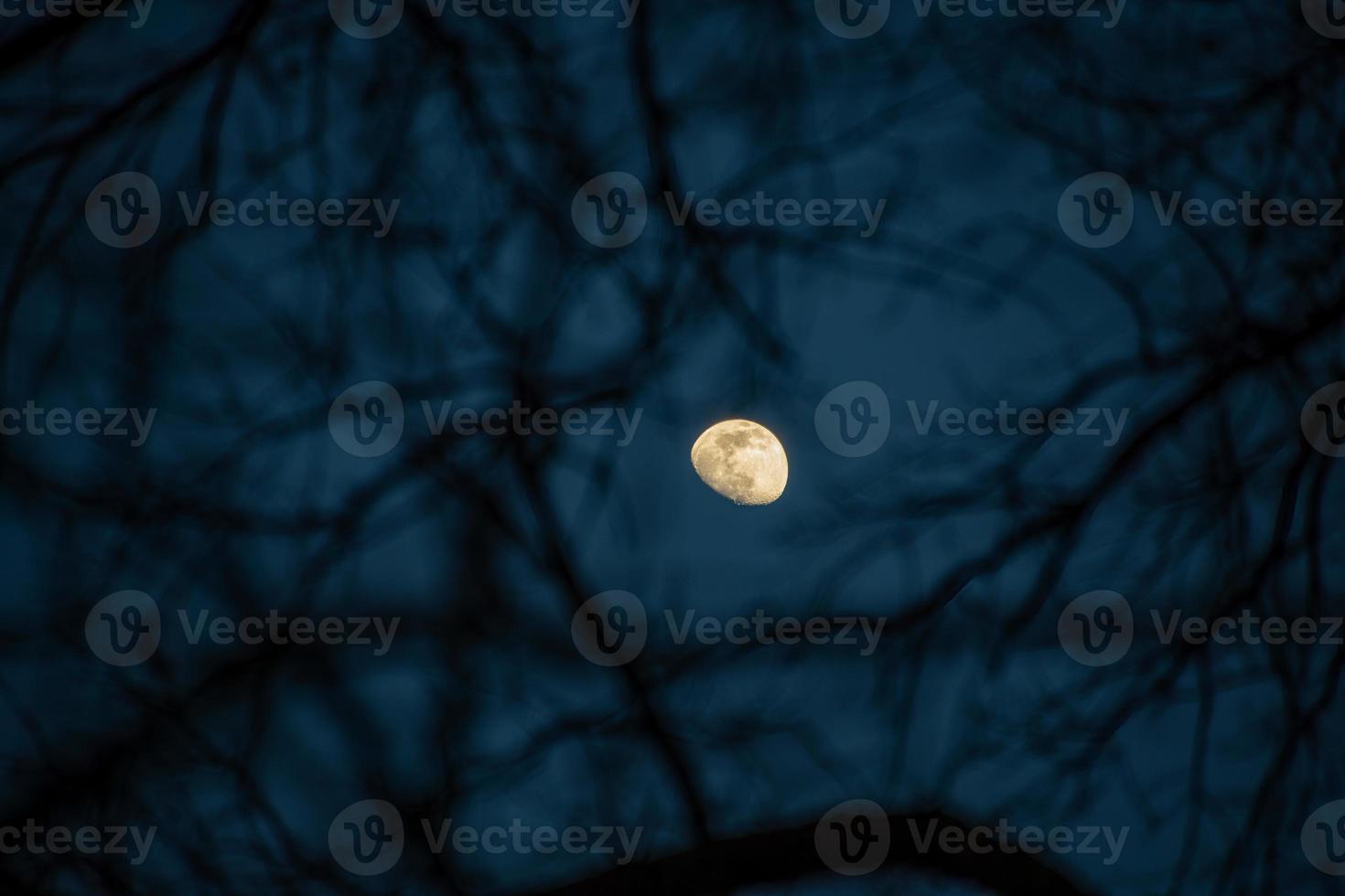 il Luna fotografato attraverso rami quello riempire il totale Immagine foto
