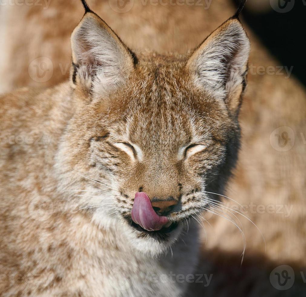 ritratto di un' lince seduta su il strada, lingua attaccare fuori, soleggiato giorno foto