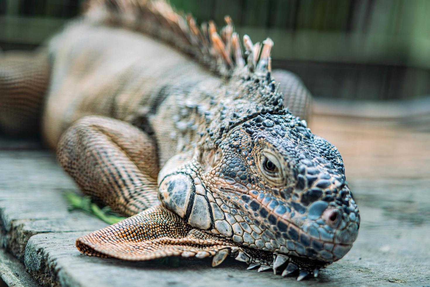 iguana posa giù foto